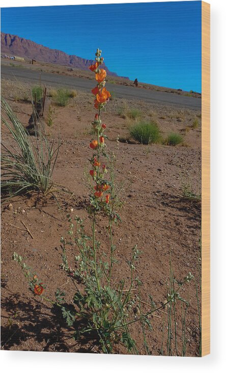 Flower Wood Print featuring the photograph Southwest Wildflower by Julie Niemela