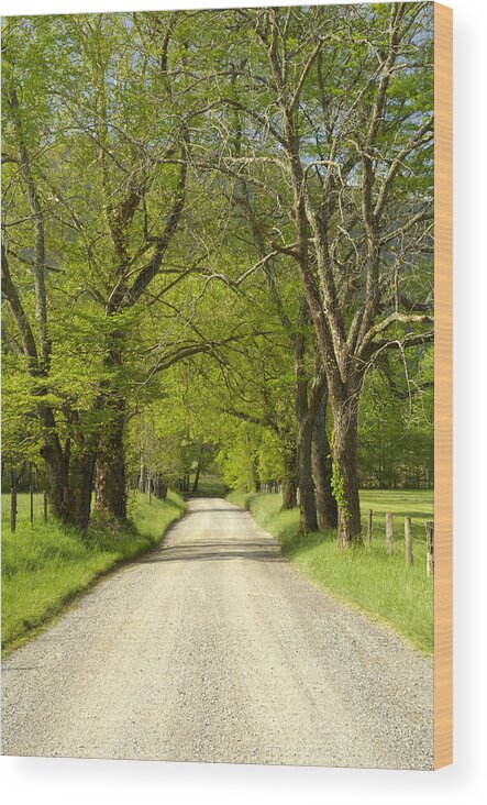 Sparks Lane Wood Print featuring the photograph Sparks Lane in Cades Cove by Darrell Young