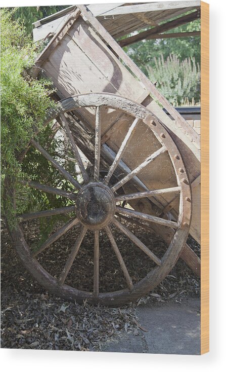 Horse Drawn Cart Wood Print featuring the photograph Spoked by Carole Hinding