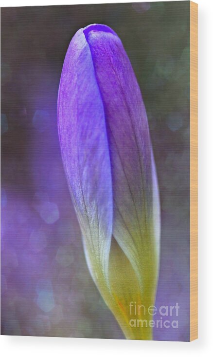 Season Wood Print featuring the photograph Spring Renewel by Elaine Manley