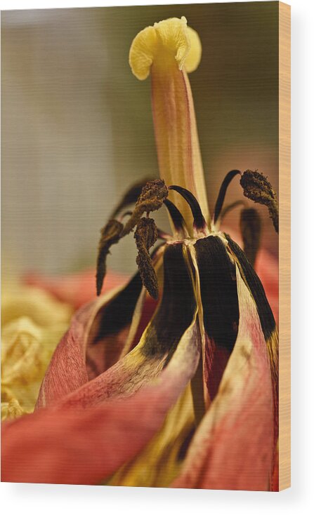 Flower Wood Print featuring the photograph Still Life by Tony Locke