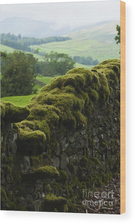 Britain Wood Print featuring the photograph Stone wall by Andrew Michael