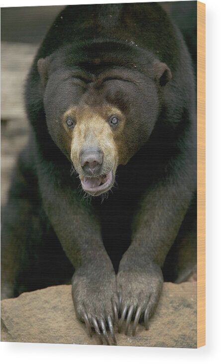 Mp Wood Print featuring the photograph Sun Bear Helarctos Malayanus Portrait by Cyril Ruoso