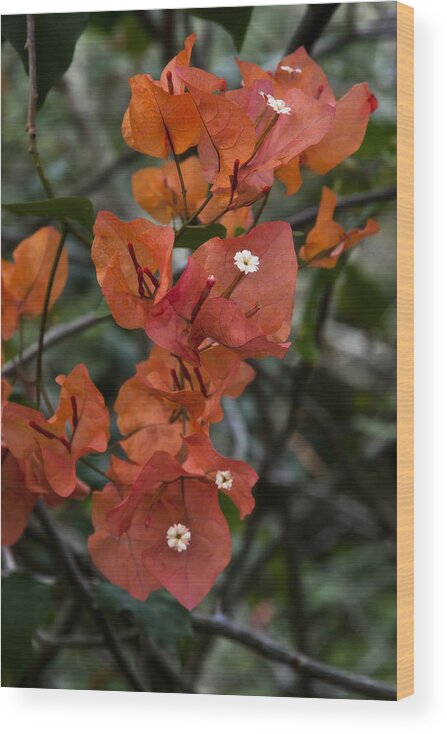 Bougainvillea Wood Print featuring the photograph Sundown Orange by Steven Sparks