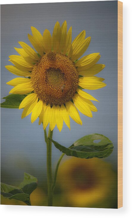 Sunflower Wood Print featuring the photograph Sunflower Bow by Rick Hartigan