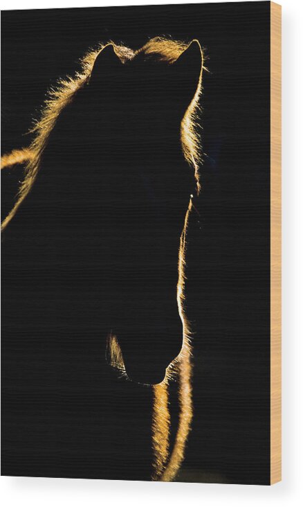 Sunset Wood Print featuring the digital art Sunset Horse Silhouette Canada by Mark Duffy