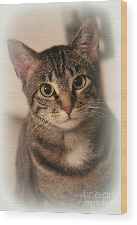Tabby Cat Wood Print featuring the photograph Tabby Cat by Kathy White