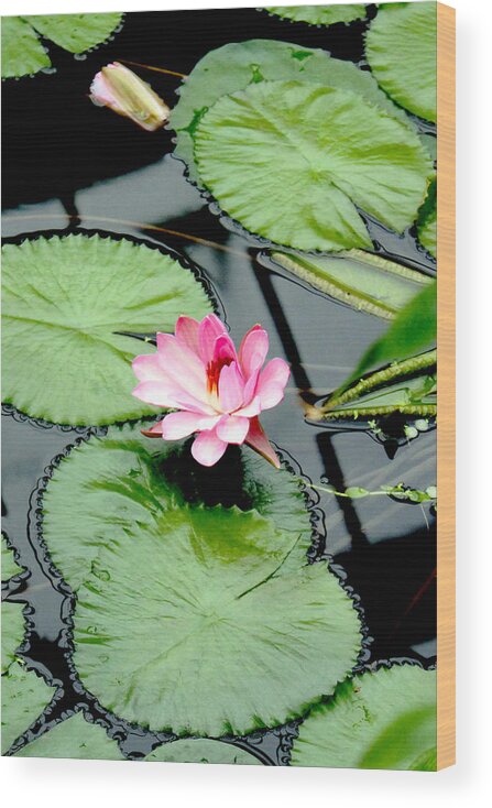 Water Lily Wood Print featuring the photograph The beauty of Water Lily by Jasna Buncic