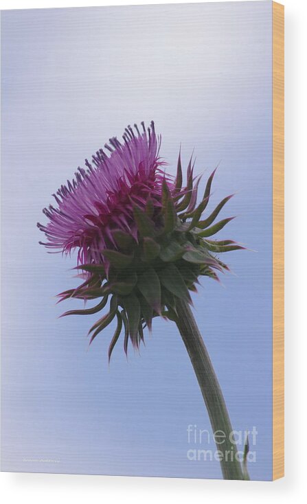 Thistle Wood Print featuring the photograph Thistle 1 by Tannis Baldwin