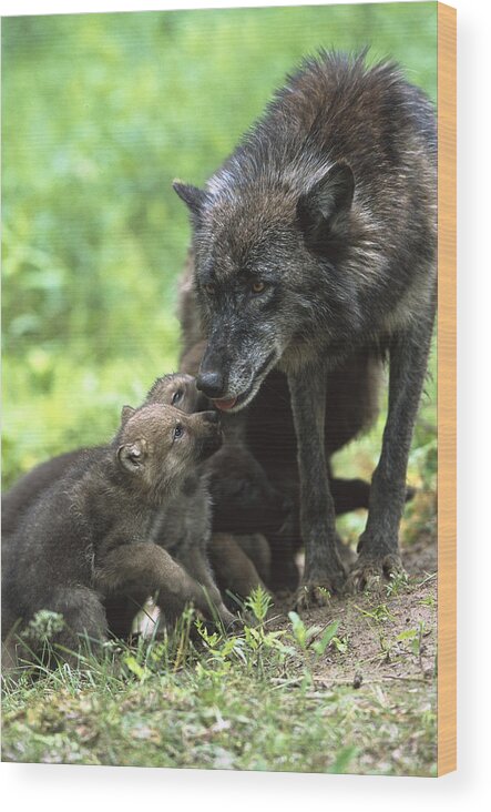 Mp Wood Print featuring the photograph Timber Wolf Canis Lupus Mother by Konrad Wothe
