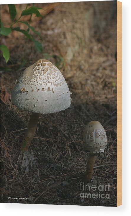 Mushroom Wood Print featuring the photograph Toadstool by Tannis Baldwin