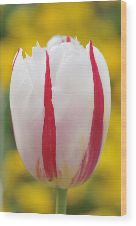 Tulip Wood Print featuring the photograph Tulip white and red by Matthias Hauser