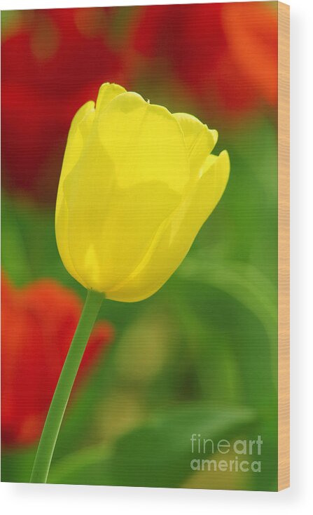 Tulip Wood Print featuring the photograph Tulipan Amarillo by Francisco Pulido