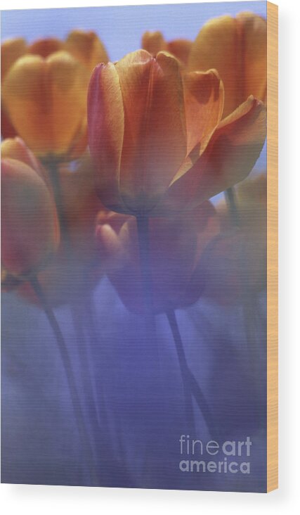 Tulip Wood Print featuring the photograph Tulips in Neighbors Garden by Heiko Koehrer-Wagner