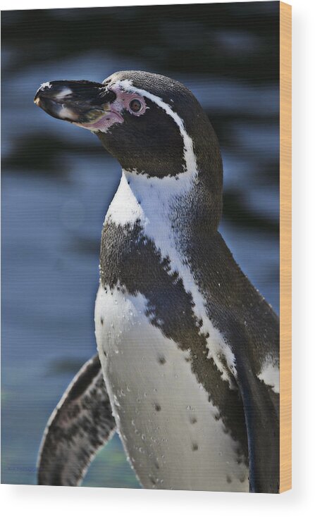 Penguin Wood Print featuring the photograph Tuxedo by Edward Kovalsky