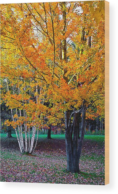 Fall Wood Print featuring the photograph Twins by Burney Lieberman