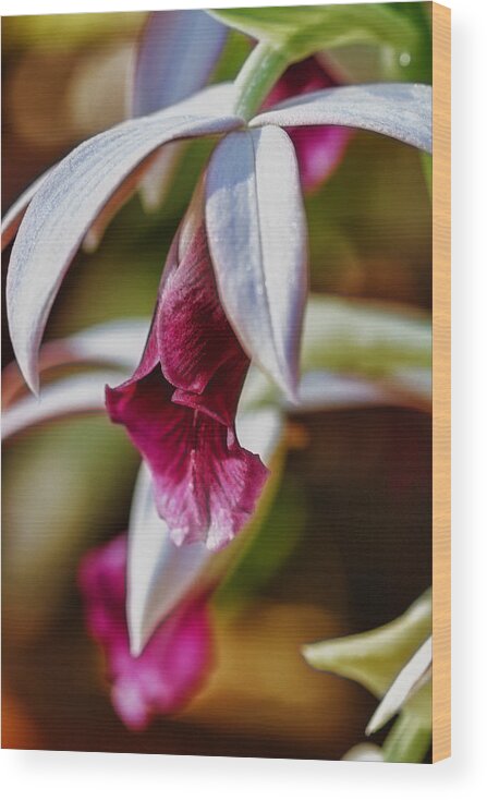 Violet Wood Print featuring the photograph Violet Beauty by Linda Tiepelman