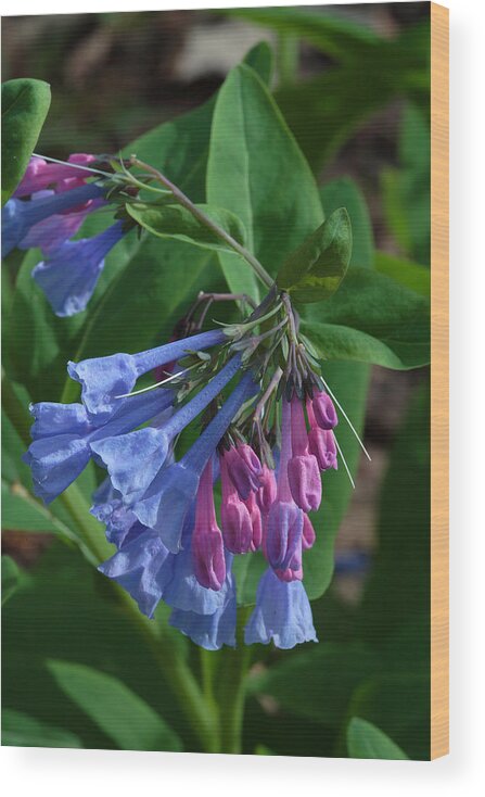 Flower Wood Print featuring the photograph Virginia Bluebells by Daniel Reed