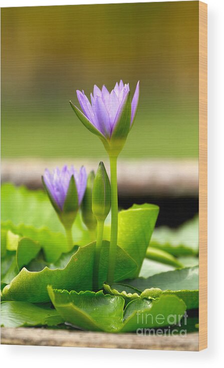 Beautiful Wood Print featuring the photograph Water lily by Tosporn Preede