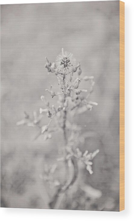 Weed Wood Print featuring the photograph Weeds are beautiful too by Kelley Nelson