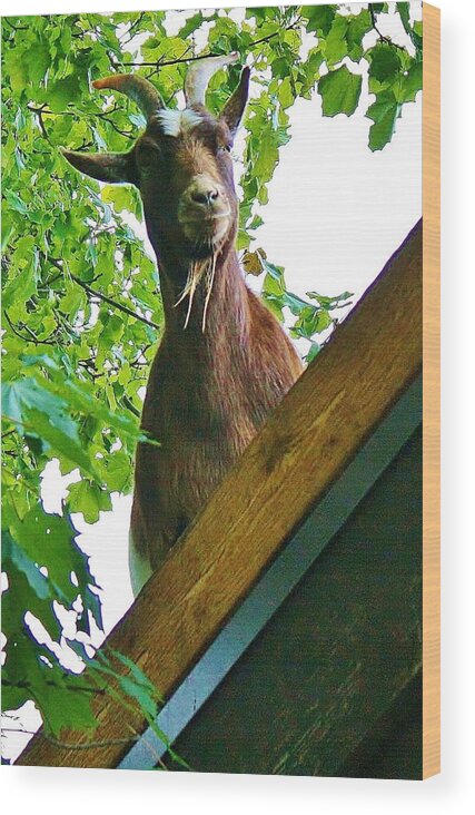 Animal Wood Print featuring the photograph What are You Looking At by Bruce Bley