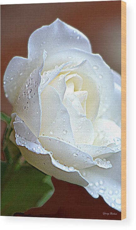 Dewdrops Wood Print featuring the photograph White Rose 005 by George Bostian