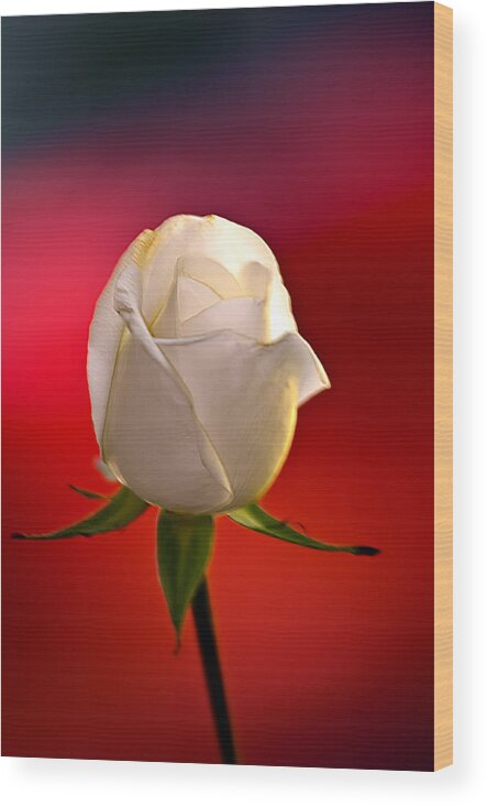 The White Rose Wood Print featuring the photograph White rose red and black bg by Randall Branham