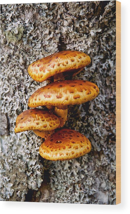 Mushroom Wood Print featuring the photograph Wild Shiitake Mushrooms by Cathy Kovarik