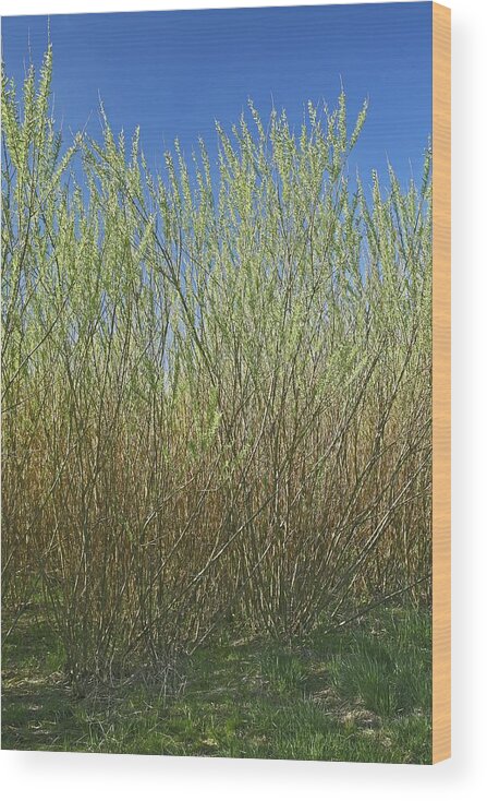 Willow Wood Print featuring the photograph Willow Bioenergy Crop, Sweden by Bjorn Svensson