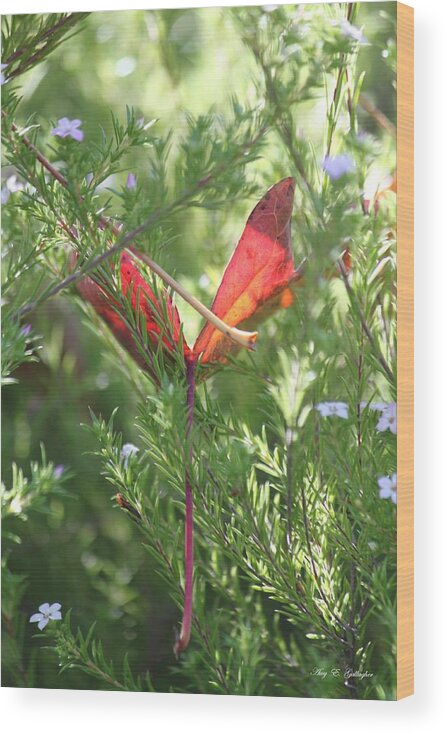 Leaves Wood Print featuring the photograph Wings Of A Butterfly by Amy Gallagher