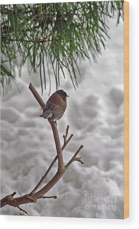 Birds Wood Print featuring the photograph Winter Bird by Randy Harris