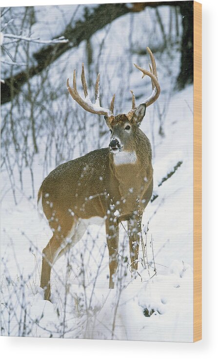 Whitetail Wood Print featuring the photograph Winter Whitetail by D Robert Franz