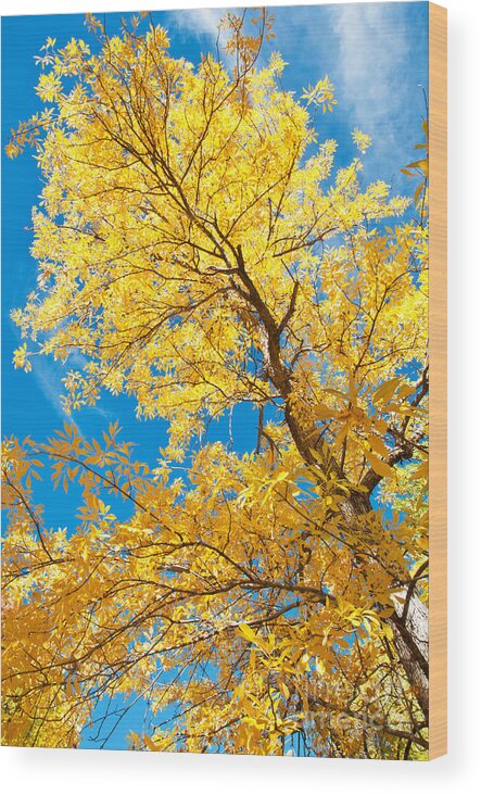 Autumn Wood Print featuring the photograph Yellow on Blue by Bob and Nancy Kendrick