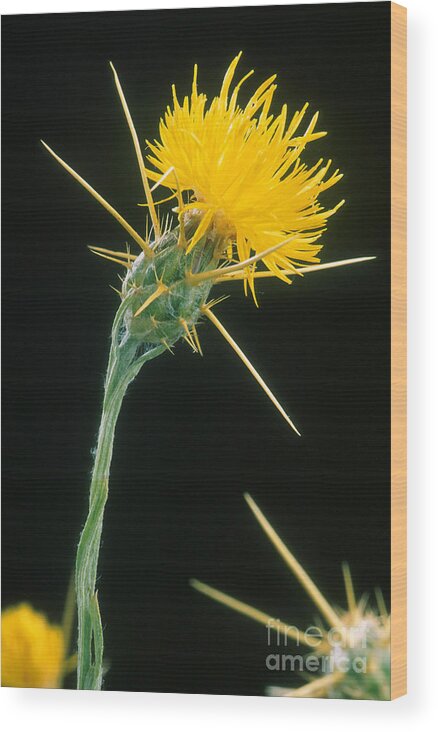Yellow Starthistle Wood Print featuring the photograph Yellow Starthistle by Science Source