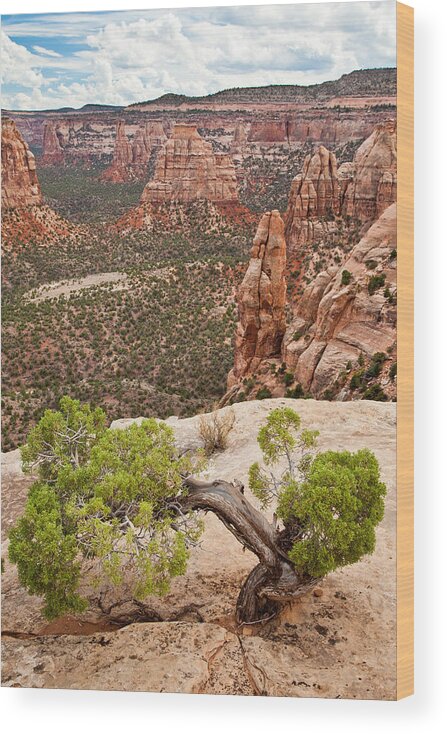 Colorado Wood Print featuring the photograph Zen and Chaos by Adam Pender