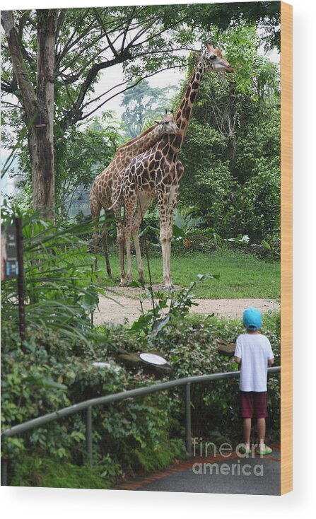 Boy Wood Print featuring the photograph zoo by Milena Boeva