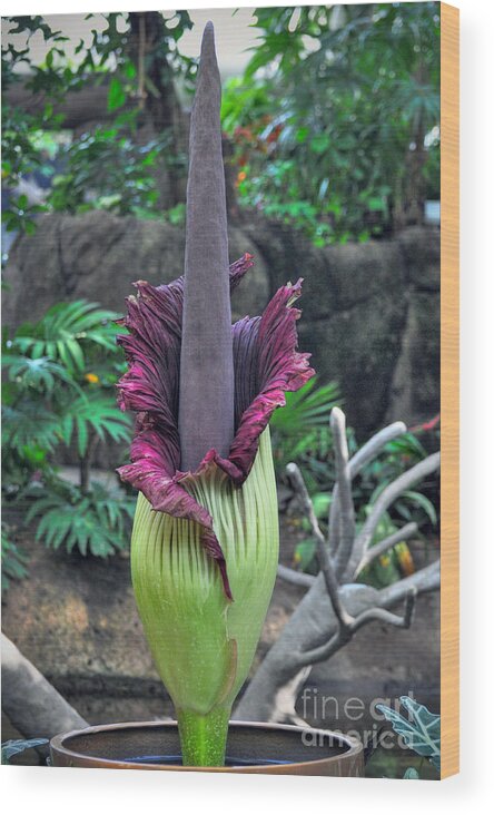 Morticia Wood Print featuring the photograph Corpse Flower by Savannah Gibbs