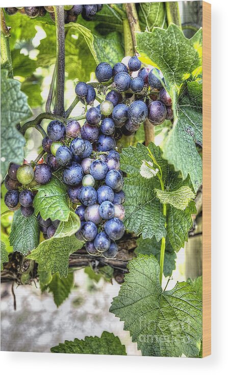 Grape Wood Print featuring the photograph 0984 Vineyard by Steve Sturgill