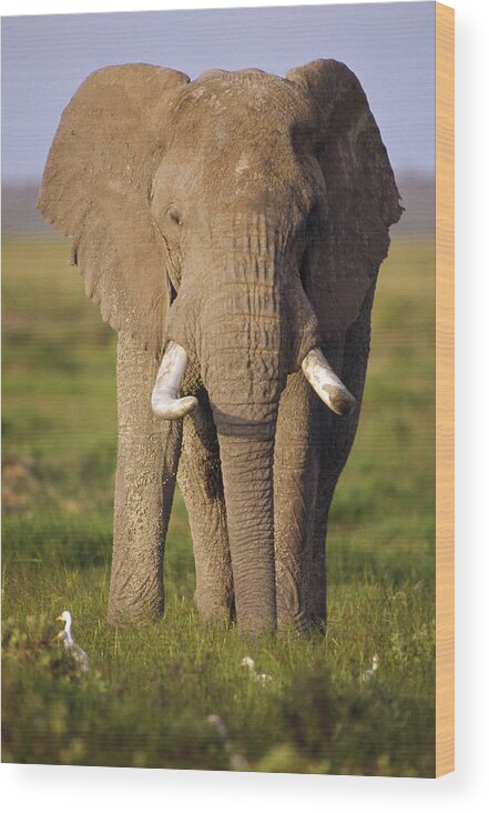Mp Wood Print featuring the photograph African Elephant Loxodonta Africana #1 by Gerry Ellis
