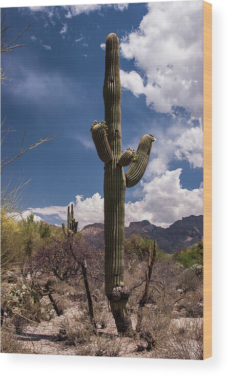 Arizona Wood Print featuring the photograph Arizona Cactus #2 by David Palmer