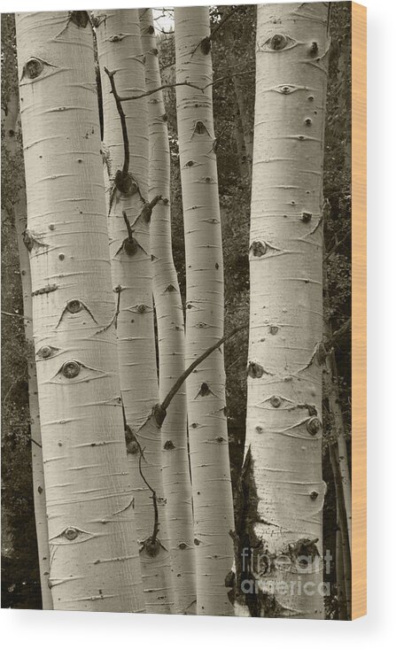 Aspens Wood Print featuring the photograph Aspen Trees by Timothy Johnson