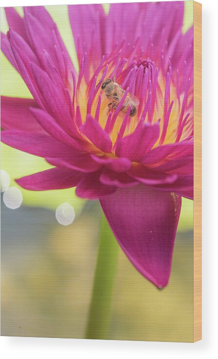 Lily Wood Print featuring the photograph Attraction. by Usha Peddamatham