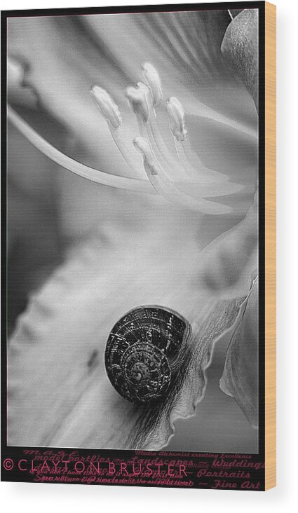 Clay Wood Print featuring the photograph B and White Floral with Snail #1 by Clayton Bruster