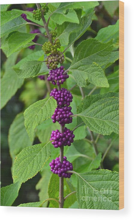 Berry Wood Print featuring the photograph BeautyBerry #1 by Carol Bradley