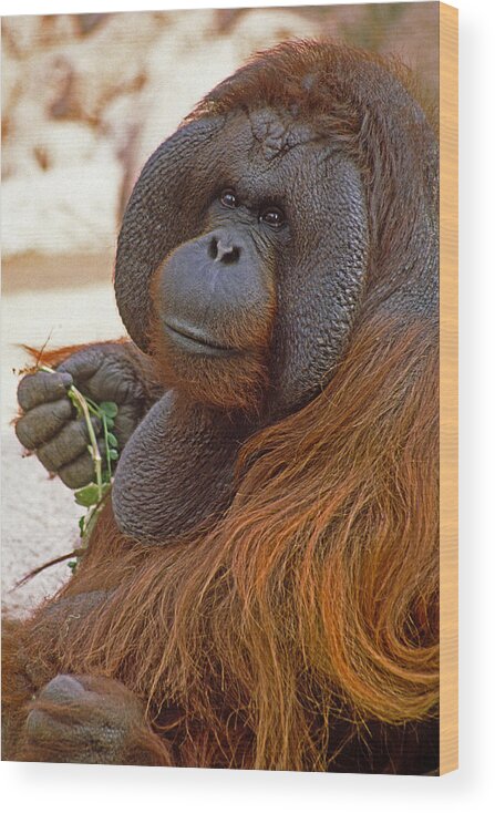 Orangutan Wood Print featuring the photograph Big Daddy #1 by Michele Burgess