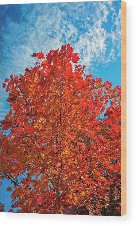 Autumn Wood Print featuring the photograph Blaze of Glory #1 by Lynn Bauer