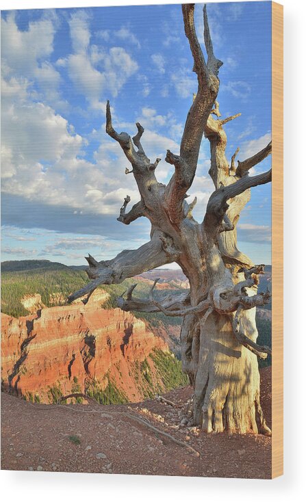 Dixie National Forest Wood Print featuring the photograph Bristlecone Pine #1 by Ray Mathis