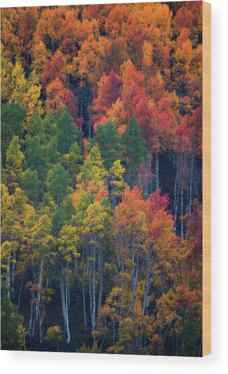 Aspen Wood Print featuring the photograph Brushwork #1 by John De Bord