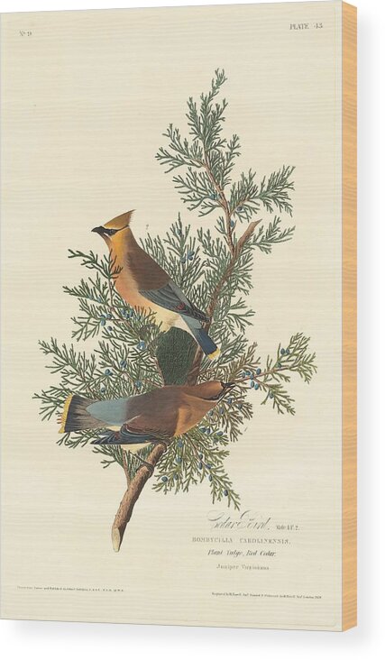 Audubon Wood Print featuring the drawing Cedar Bird #1 by Dreyer Wildlife Print Collections 
