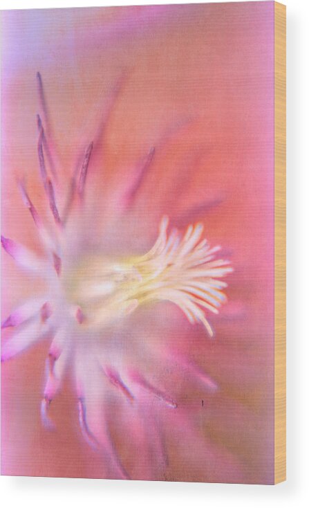 Magenta Clematis Wood Print featuring the photograph Clematis #1 by Bonnie Bruno